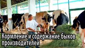 Кормление и содержание быков производителей