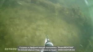 Подводная охота на карася