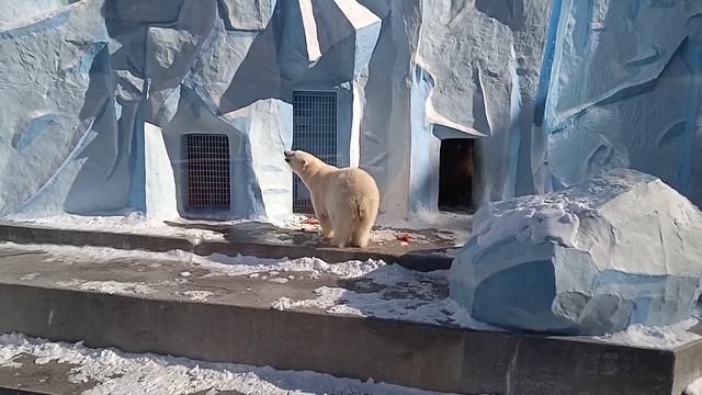 Белый медведь в Новосибирском зоопарке