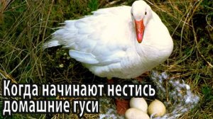 Когда начинают нестись домашние гуси