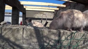 То притеняем то утепляем😍Доделали стены закончили крышу💪🏠 Строим сами курятник💪