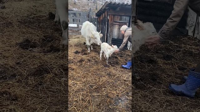 Выходные в деревне