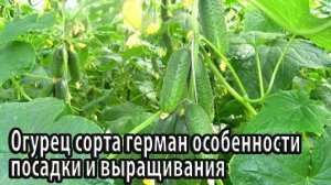 Огурец сорта герман особенности посадки и выращивания