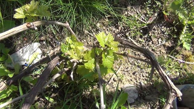 Переформировка старых кустов винограда. Шаг второй. Обязательный смотреть онлайн