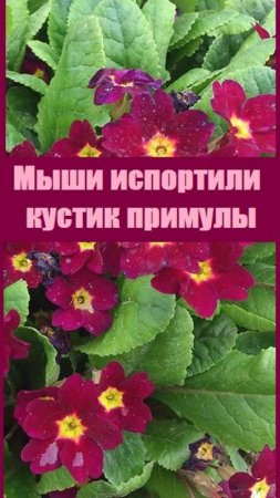 Примулу подкопали мыши, пытаюсь реанимировать кустик