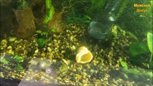 Сифон грунтоочиститель AS-615В электрический.