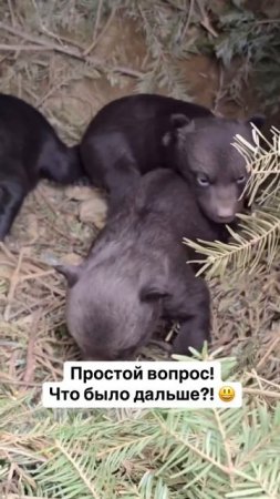 Что было дальше? 😅🐻