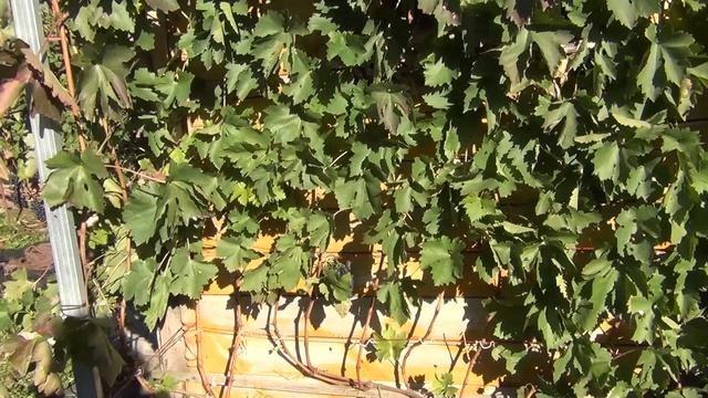 Критерии и время обрезки винограда в Средней полосе смотреть онлайн