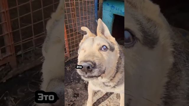 Замерзая в сугробе, сжавшись в клубок... | Юз