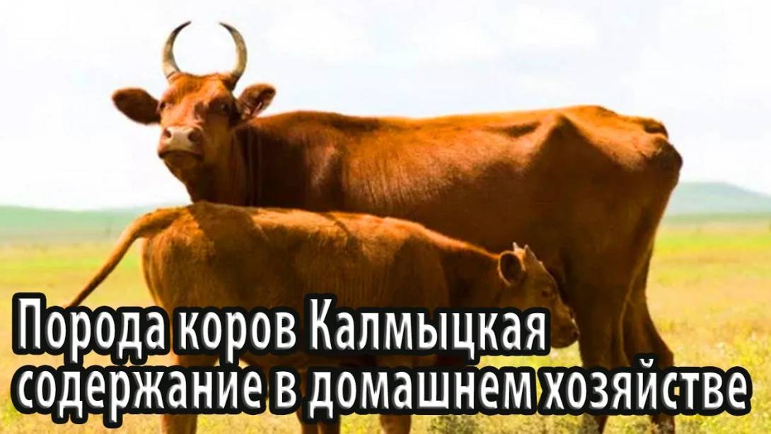 Порода коров Калмыцкая содержание в домашнем хозяйстве