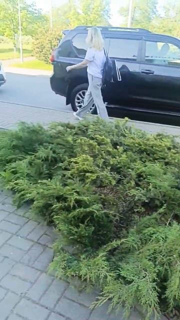 Спасаем можжевельник #love #уходзасадом #уход #сад #дача #курсыландшафтногодизайна #огород #обрезка смотреть онлайн