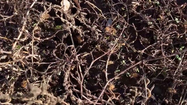 Десятое декабря тепло облет пчел  . Состояние пчел смотреть онлайн