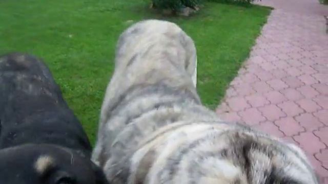 Изображение 551испанские мастифы смотреть онлайн