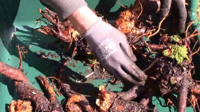 Splitting, Dividing, Transplanting and Potting Rhubarb - Step by Step смотреть онлайн