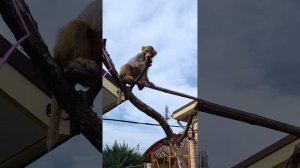 Джонни и Маруся в своём дворе