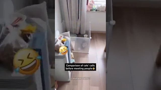 Приколюхи😂котики