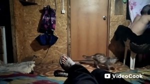 Кошка игры Коты юмор 🐱💪😁👍