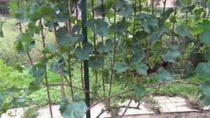 ВИНОГРАД и РОЗЫ Андрея Назарова. Чеховский район. В гостях у друзей