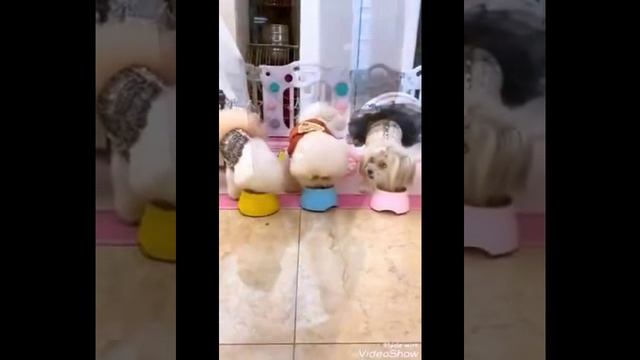 Приколы с животными | Вирусные видео ССЫЛКА В ОПИСАНИИ!