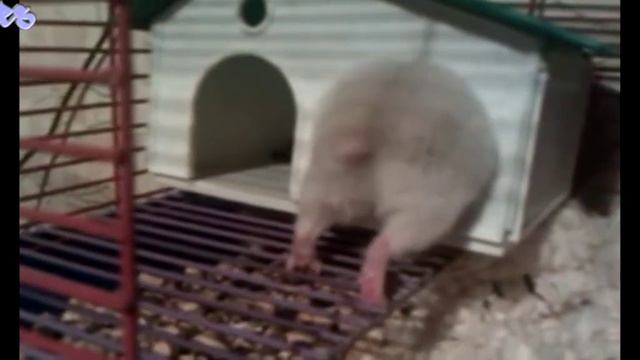 Приколы с хомяками🤣🤣🤣🤣 смотреть онлайн