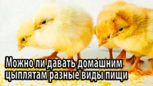 Можно ли давать домашним цыплятам разные виды пищи
