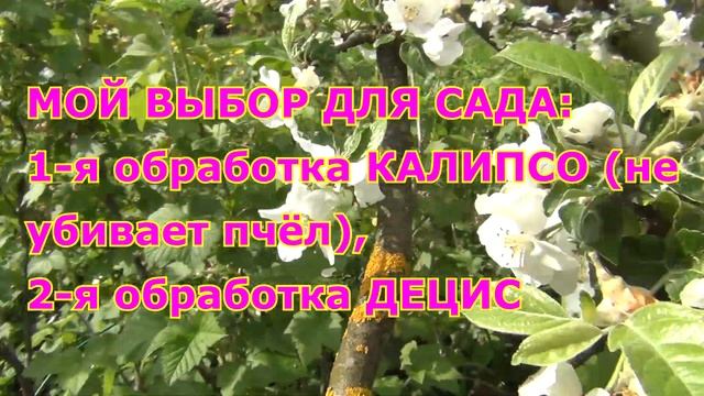 Почему сливы червивы. Вторая весенняя обработка винограда смотреть онлайн