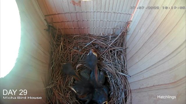 EASTERN BLUEBIRD NEST BOX: Nesting to Fledging, 39 days in 45 minutes смотреть онлайн