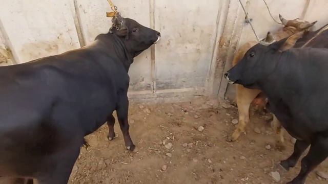 3 ҚИСМИ МОЛ БОЗОР ИСКАРА 30 МИНГЛИК БУҚА ДУСТЛАР. смотреть онлайн