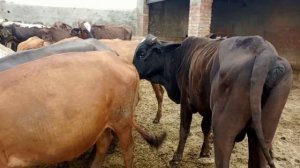 dangerous Bulls cow meeting | cow crossing | animal mating