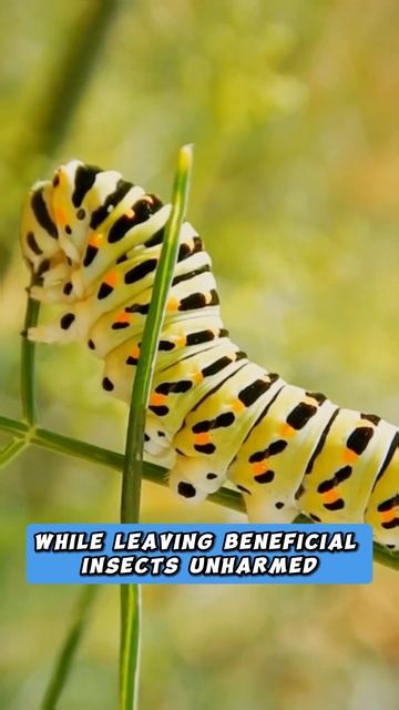 Garden pest Natural Control - Caterpillars #pestcontrol #naturalpestcontrol #caterpillar