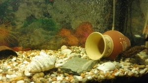 Аквариумные рыбки 🐠🐟🐠