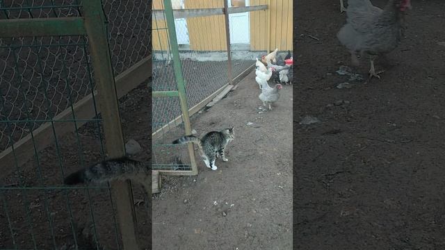 Зола для курочек🐔 Подаю блюдо вместе с завтраком☝