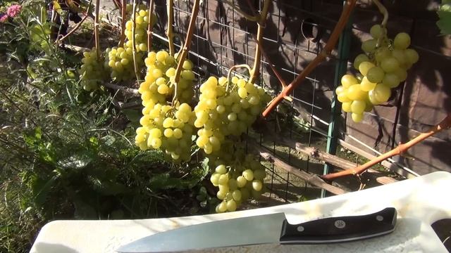 ОБРЫВАЕМ ЛИСТ вокруг ЦВЕТУЩИХ СОЦВЕТИЙ: почему и каким сортам. УДАЛЯЕМ УСИКИ. Защищаем сад смотреть онлайн