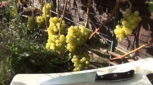 ОБРЫВАЕМ ЛИСТ вокруг ЦВЕТУЩИХ СОЦВЕТИЙ: почему и каким сортам. УДАЛЯЕМ УСИКИ. Защищаем сад