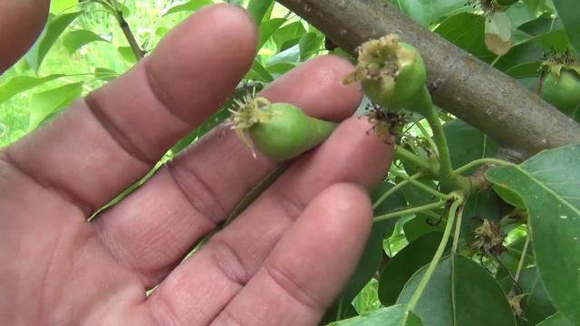 Защита сада в июне Заслон вредителям и болезням смотреть онлайн