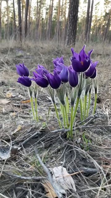 Весна.Цветы.Прострел раскрытый. Сон-трава. смотреть онлайн