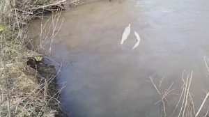 Эта Речка Забита Рыбой_ Под Кустом Берёт Крупный_Каждый заброс РЫБА_Поймали По кану И Домой!!