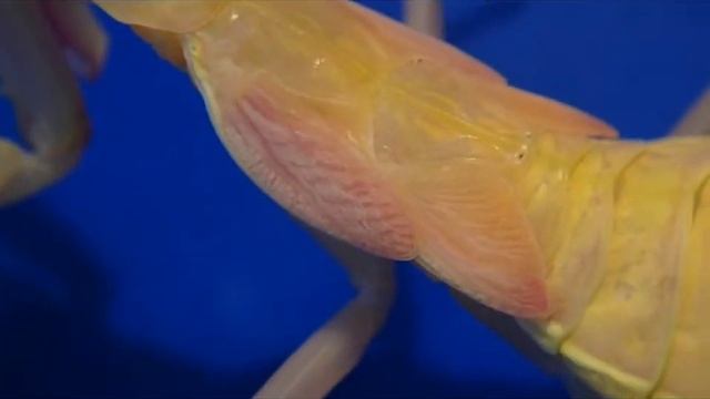 L8/Sub-Adult Female Jade Mantis (Hierodula salomonis) смотреть онлайн