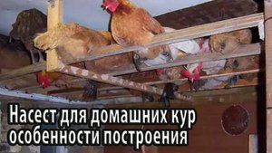 Насест для кур особенности построения в домашних условиях
