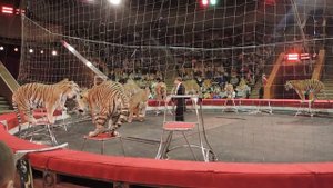 Цирк, тигры, представление. Circus tigers, performance.