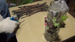 УКОРЕНЕНИЕ ЧЕРЕНКОВ винограда.  ПРОСТЫЕ АЛГОРИТМЫ