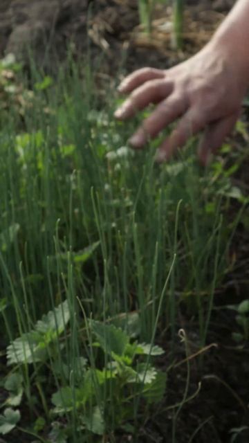 лук порей | 2 гектара смотреть онлайн