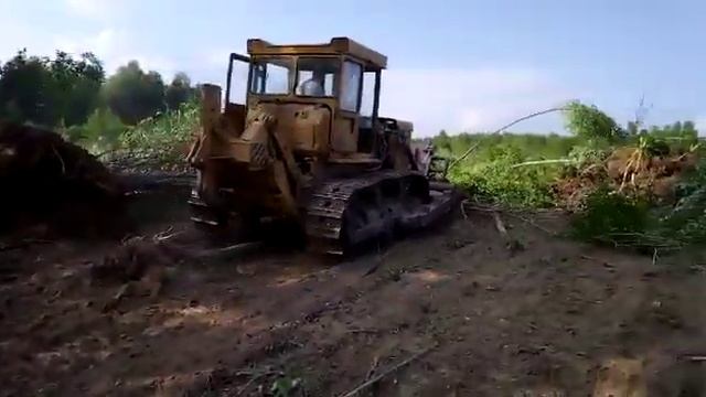 Бульдозер Т130 с корчевателем. Корчевка сельхоз полей.