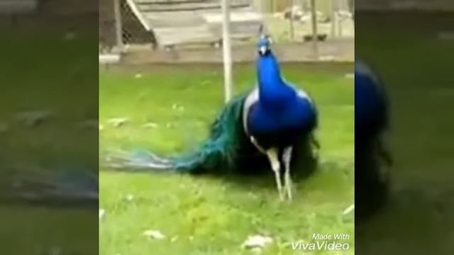 Птичка павлин😉😉😉 смотреть онлайн