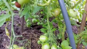 Томаты в открытом грунте