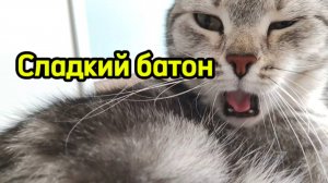 Чудесный сон кошечки Бон-Бон