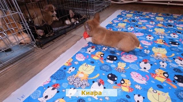 Киара