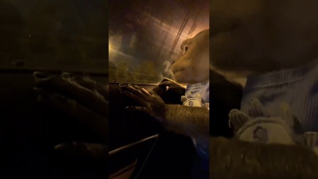Как Жора любит ездить на такси 🚕 #макака #обезьяна #прогулка #такси смотреть онлайн