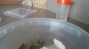 Муравьи пьют сироп! Новости про Муравьёв. Канал Ants terra- лучший канал про Муравьёв!