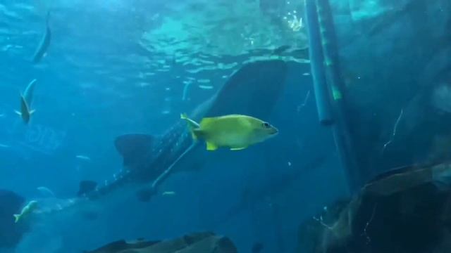 The Georgia Aquarium Just Got SHARKS! смотреть онлайн